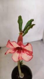 Planta Simples 3077 – 30cm – 02 anos - Imagem 4