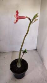 Planta Simples 3077 – 30cm – 02 anos - Imagem 6