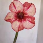 Planta Simples 3077 – 30cm – 02 anos