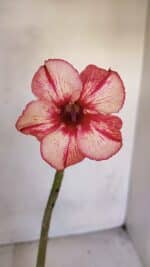 Planta Simples 3077 – 30cm – 02 anos