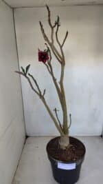 Planta Simples 3078 – 45cm – 03 anos - Imagem 2