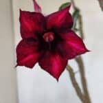 Planta Simples 3078 – 45cm – 03 anos