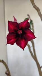 Planta Simples 3078 – 45cm – 03 anos