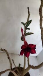 Planta Simples 3078 – 45cm – 03 anos - Imagem 4