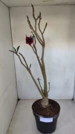 Planta Simples 3078 – 45cm – 03 anos - Imagem 7