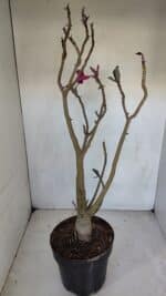 Planta Simples 3078 – 45cm – 03 anos - Imagem 6