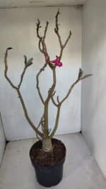 Planta Simples 3078 – 45cm – 03 anos - Imagem 5