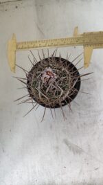 STENOCACTUS LLOYDII Nº 20 – vaso 11 - Imagem 5