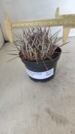 STENOCACTUS LLOYDII Nº 20 – vaso 11
