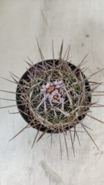 STENOCACTUS LLOYDII Nº 20 – vaso 11 - Imagem 9