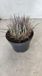 STENOCACTUS LLOYDII Nº 20 – vaso 11 - Imagem 8