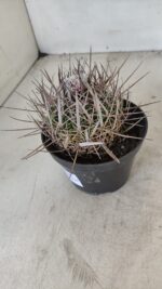 STENOCACTUS LLOYDII Nº 20 – vaso 11 - Imagem 7
