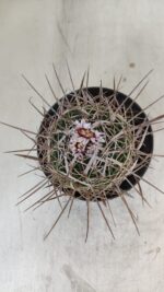 STENOCACTUS LLOYDII Nº 20 – vaso 11 - Imagem 3