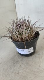 STENOCACTUS LLOYDII Nº 20 – vaso 11 - Imagem 6