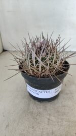 STENOCACTUS LLOYDII Nº 20 – vaso 11 - Imagem 2