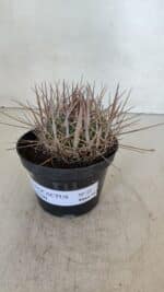 STENOCACTUS LLOYDII Nº 21 – vaso 11 - Imagem 2