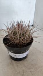 STENOCACTUS LLOYDII Nº 21 – vaso 11 - Imagem 9