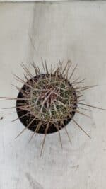 STENOCACTUS LLOYDII Nº 21 – vaso 11 - Imagem 3