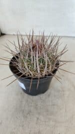 STENOCACTUS LLOYDII Nº 21 – vaso 11 - Imagem 7