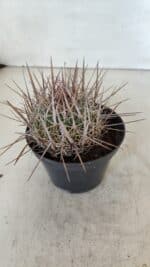 STENOCACTUS LLOYDII Nº 21 – vaso 11 - Imagem 6
