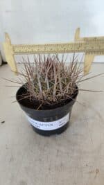 STENOCACTUS LLOYDII Nº 21 – vaso 11