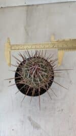 STENOCACTUS LLOYDII Nº 21 – vaso 11 - Imagem 5