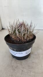 STENOCACTUS LLOYDII Nº 22 – vaso 11 - Imagem 2