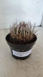 STENOCACTUS LLOYDII Nº 22 – vaso 11 - Imagem 10
