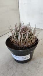 STENOCACTUS LLOYDII Nº 22 – vaso 11 - Imagem 9