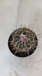 STENOCACTUS LLOYDII Nº 22 – vaso 11 - Imagem 3