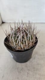 STENOCACTUS LLOYDII Nº 22 – vaso 11 - Imagem 8