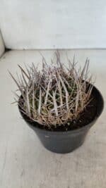 STENOCACTUS LLOYDII Nº 22 – vaso 11 - Imagem 7