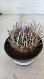 STENOCACTUS LLOYDII Nº 22 – vaso 11 - Imagem 6