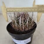 STENOCACTUS LLOYDII Nº 22 – vaso 11