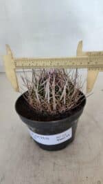 STENOCACTUS LLOYDII Nº 22 – vaso 11