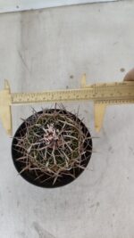 STENOCACTUS LLOYDII Nº 22 – vaso 11 - Imagem 5