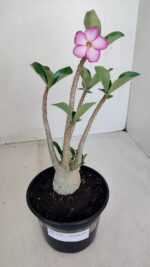 Planta ARABICUM 152 – 30cm – 02 anos