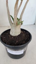 Planta ARABICUM 152 – 30cm – 02 anos - Imagem 6