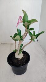 Planta ARABICUM 152 – 30cm – 02 anos - Imagem 7