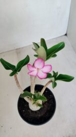 Planta ARABICUM 152 – 30cm – 02 anos - Imagem 4