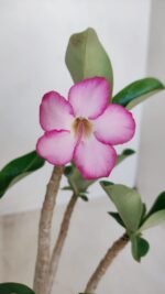 Planta ARABICUM 152 – 30cm – 02 anos - Imagem 3