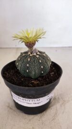 ASTROPHYTUM ASTERIAS STAR SHAPE Nº 365 – vaso 11 - Imagem 4