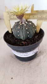 ASTROPHYTUM ASTERIAS STAR SHAPE Nº 365 – vaso 11 - Imagem 6