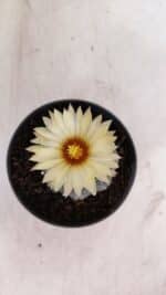 ASTROPHYTUM ASTERIAS STAR SHAPE Nº 365 – vaso 11 - Imagem 5