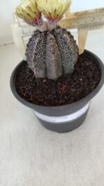 ASTROPHYTUM ASTERIAS  Nº 877 – vaso 15 - Imagem 7
