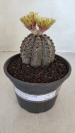 ASTROPHYTUM ASTERIAS  Nº 877 – vaso 15 - Imagem 2