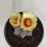 ASTROPHYTUM ASTERIAS  Nº 877 – vaso 15