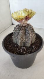 ASTROPHYTUM ASTERIAS  Nº 877 – vaso 15 - Imagem 9
