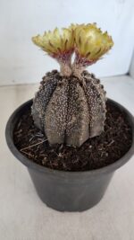 ASTROPHYTUM ASTERIAS  Nº 877 – vaso 15 - Imagem 8