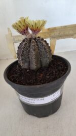 ASTROPHYTUM ASTERIAS  Nº 877 – vaso 15 - Imagem 4